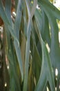 Staghorn elkhorn ferns with a natural background