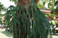 Staghorn elkhorn ferns with a natural background