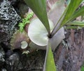 Staghorn or elkhorn ferns or Platycerium bifurcatum growing on lava rock wall.