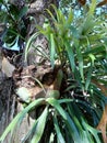 Staghorn or elkhorn ferns or Platycerium plant growing on tree trunk.