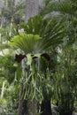 A Staghorn Fern in Australia