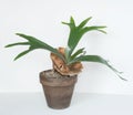 Staghorn Fern in Brown Clay Pot Royalty Free Stock Photo