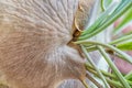 Staghorn Fern Closeup Royalty Free Stock Photo