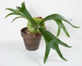 Staghorn Fern with New Green Sterile Shield Royalty Free Stock Photo