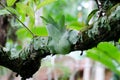 Staghorn Fern