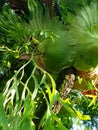 Staghorn fern or Platycerium bifurcatum attached to a tree