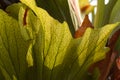 Staghorn Fern , Platycerium bifurcatum plants