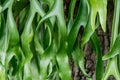 Staghorn Fern Royalty Free Stock Photo