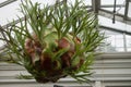 Staghorn Fern