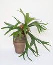 Staghorn Fern in Stacked Brown Clay Pots Royalty Free Stock Photo