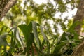 staghorn fern in tree with bokeh