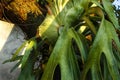 Staghorn ferns or deer antler leaves or Platycerium coronarium