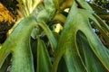 Staghorn ferns or deer antler leaves or Platycerium coronarium