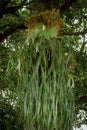 Staghorn Ferns or Elkhorn Ferns, Platycerium bifurcatum.