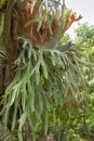 Staghorn Ferns or Elkhorn Ferns, Platycerium bifurcatum