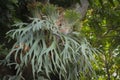 Staghorn Ferns or Elkhorn Ferns, Platycerium bifurcatum