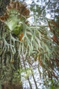 Staghorn Ferns or Elkhorn Ferns, Platycerium bifurcatum