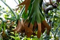 Staghorn Ferns Or Elkorn Ferns, Platycerium Bifurcatum Leaves Close-Up