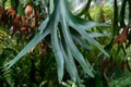 Staghorn Ferns Or Elkorn Ferns, Platycerium Bifurcatum Leaves Close-Up