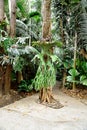 Staghorn Ferns