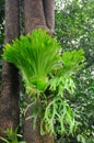 Staghorn ferns