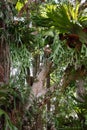 Staghorn ferns on rainforest trees