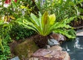 Staghorn ferns on the stone