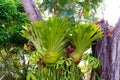 Staghorn ferns