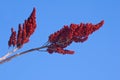 Staghorn Sumac