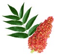 Staghorn Sumac Royalty Free Stock Photo