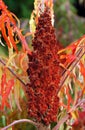 Staghorn sumac in autumn