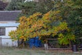 Staghorn Sumac Autumn Tree 01