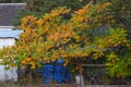 Staghorn Sumac Autumn Tree 02