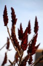 Staghorn sumac fruits