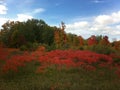 Staghorn sumac growing on a hillside.