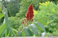 Staghorn Sumac Rhus typhina flower