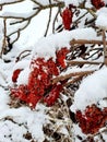 Staghorne Sumak tree red flower covered in snow