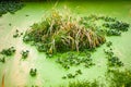 Stagnant pond overgrown with green algae Royalty Free Stock Photo
