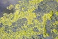 Stagnant water background with algae emerging on surface in a lake Royalty Free Stock Photo