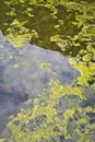 Stagnant water background with algae emerging on surface in a lake Royalty Free Stock Photo