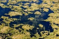 Stagnant water background with algae. Royalty Free Stock Photo