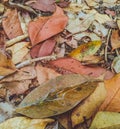 Stagnant water on fallen leaves in Sungaiiliat protected forest park, Bangka Belitung Islands, Indonesia