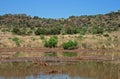 STAGNANT WATER POOLED ON GRASSLAND AFTER HEAVY RAINS Royalty Free Stock Photo