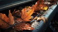 stagnate leaves in gutter Royalty Free Stock Photo