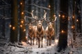 Stags walking in the snow in a wood with Christmas lights, getting close to the human place