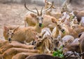 Stags grazing in vigilance