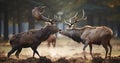 Stags at War - The Raw Majesty of Red Deer Engaged in Fierce Combat in a Wildlife Park During Rutting Season