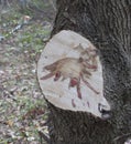 Stain caused by Dutch Elm Disease
