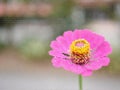 Stained glass illustration. Ssingle beautiful blossoming pink flower with its yellow pollens on a blurry background Royalty Free Stock Photo