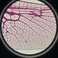 Of a stained leaf cross-section, displaying a network of vascular Royalty Free Stock Photo